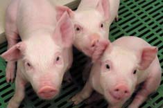 Đài Loan: Tạo giống lợn biến đổi gien để ghép nội tạng cho người
