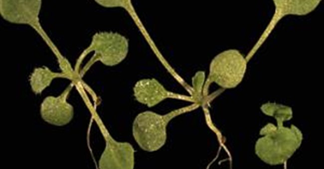 Cơ quan nào giúp cây tăng trưởng?