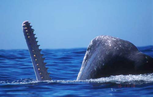Cá voi săn mực khổng lồ như thế nào?