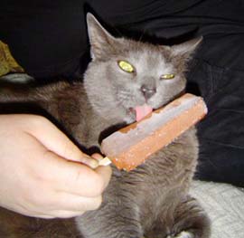 Mèo không biết ngọt là gì