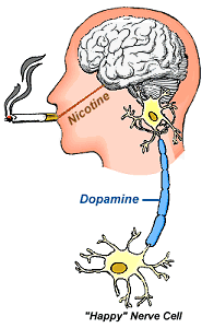 Nghiên cứu chứng minh vai trò của nicotine trong việc hút thuốc lá