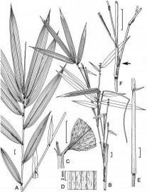 Thành phần đặc trưng của tre Arundinaria appalachiana 