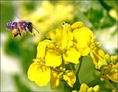 Loài ong biết phân biệt hình phạt và phần thưởng