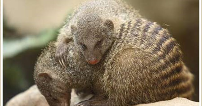 Cầy mangút quý kẻ lạ mặt hơn hàng xóm