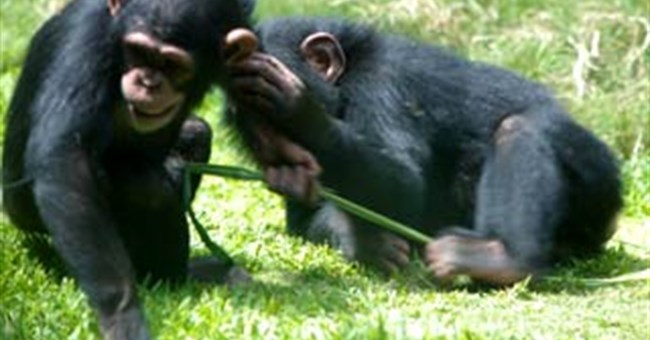 Tinh tinh đực phát điên khi nàng bị "đèn đỏ"