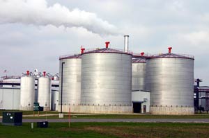 Phân trâu bò - nguồn nguyên liệu quý cho nhiên liệu Ethanol
