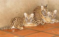 Số phận 42 con hổ ở Bình Dương: Cho nuôi hay bắt?