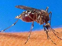 Muỗi “diệt” sốt rét