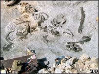 Hóa thạch cá voi tìm thấy trong vườn nho