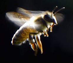 Các đàn ong mất tích bí ẩn