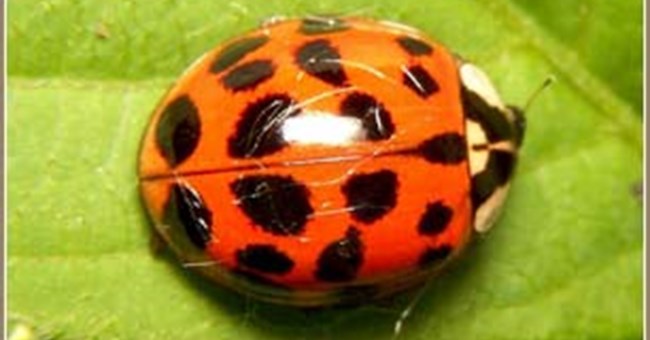 Hãy cẩn thận khi bọ rùa đến gần rượu