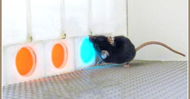 Cấy gene giúp chuột có thị lực như người