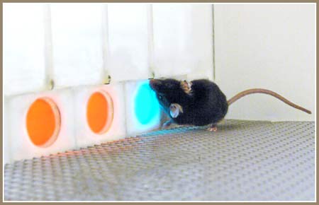 Cấy gene giúp chuột có thị lực như người