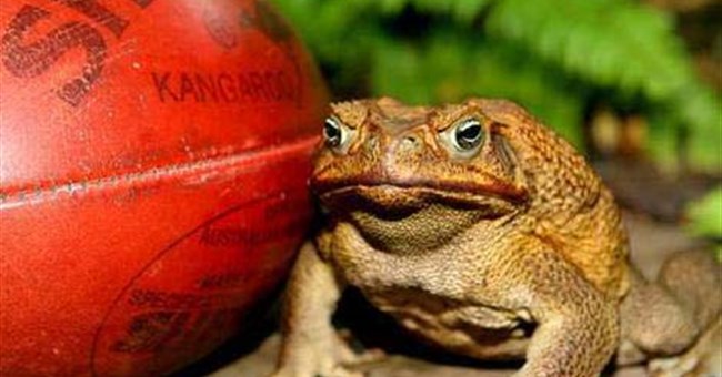 Úc: Bắt được một con cóc “khổng lồ”