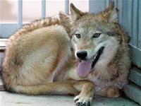 Hàn Quốc: nhân bản thành công chó sói