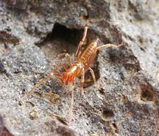 Australia: Cấm khai thác mỏ để bảo vệ nhện