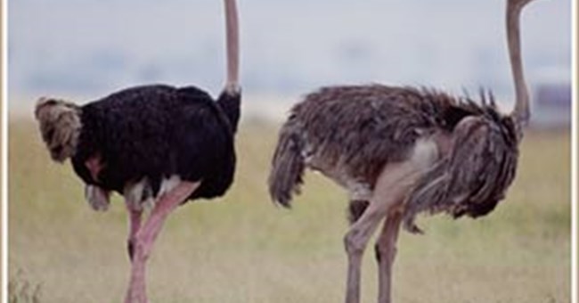 Vẽ bằng bảng thần kỳ 6 Vẽ con chim đà điểu  How to draw an ostrich with  magic board  YouTube