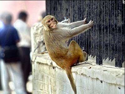 Ấn Độ: Triệt sản cho khỉ