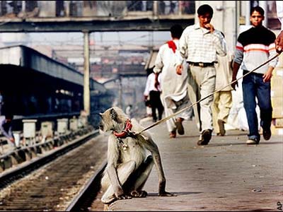 Ấn Độ: Triệt sản cho khỉ