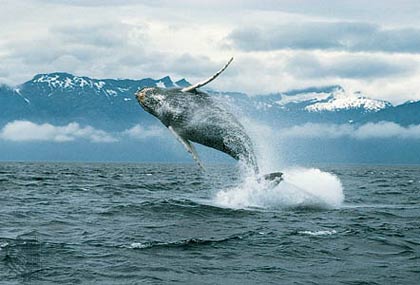 Cá voi bướu nắm kỷ lục di chuyển xa nhất