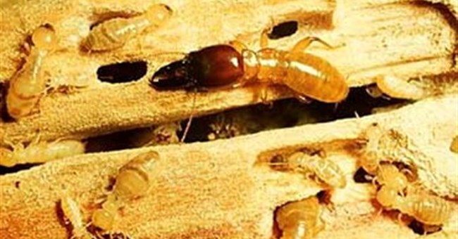 Mối chính là một loài gián xã hội