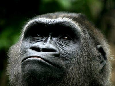 Khỉ đột Phi châu: 98% gien giống gien người