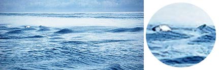 Quái vật Nessie xuất hiện?