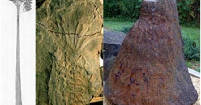 Phục dựng thân cây cổ nhất thế giới