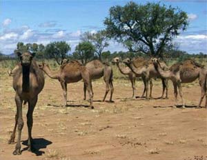 Úc: Lạc đà trở nên hung dữ vì nắng nóng