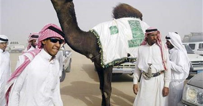 Thi hoa hậu lạc đà