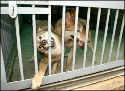 Hàn Quốc chấm dứt tranh cãi về nhân bản sói