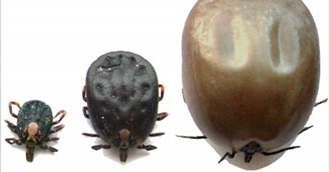 Sex khiến con ve to gấp 100 lần