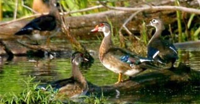 “Chạy đua vũ trang” ở cơ quan sinh dục của vịt