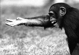 Loài khỉ cũng sử dụng cử chỉ để liên lạc với nhau