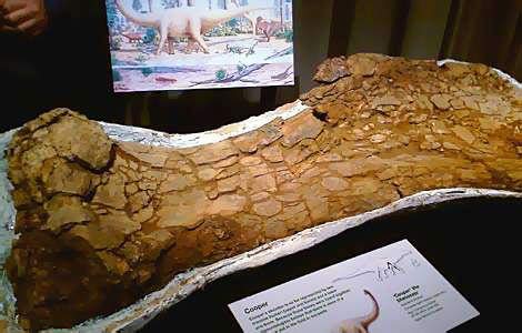 Phát hiện xương khủng long lớn nhất từ trước đến nay tại Australia