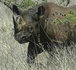 Zimbabwe mất 40 tê giác đen