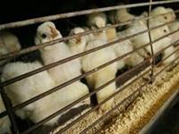 Mỹ: Ngừng bán hơn 20 triệu con gà nghi ngờ có melamine