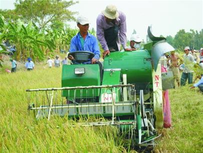 Đồng Tháp: khuyến khích nông dân dùng máy gặt đập