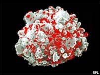 Selenium có thể chống lại HIV?