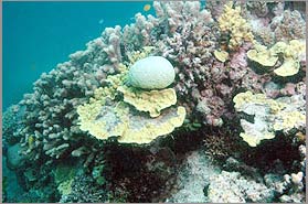Nước biển nóng gây nguy hiểm cho san hô