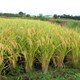 Nhật: Tạo giống lúa giàu chất sắt và đạt năng suất cao