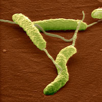 Vi khuẩn Helicobacter pylori giúp ngăn ngừa bệnh hen suyễn?