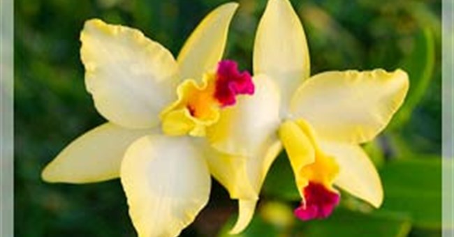 Thực vật có sex không?