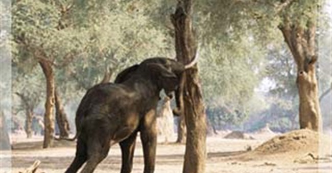 Bí mật về bản năng "bác sĩ" của động vật