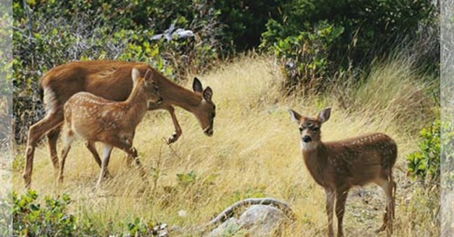 Hươu mule - Bà mẹ của năm