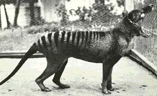 Con Thylacine cuối cùng của thế giới