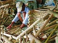 Những bí mật nhỏ của tre