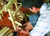 Những bí mật nhỏ của tre