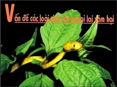Việt Nam: Sinh vật lạ xâm lấn sông nước