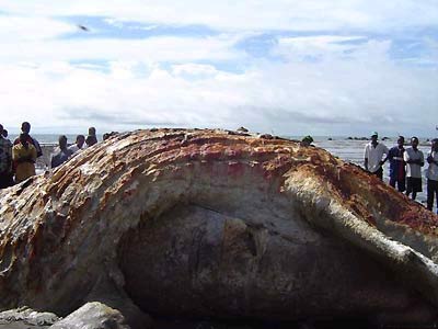 Quái vật biển mắc cạn ở Guinea